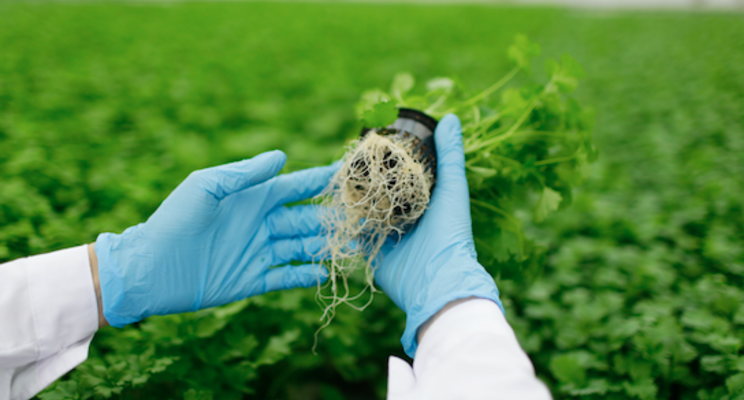 Keeping tabs on diseases in hydroponic leafy greens