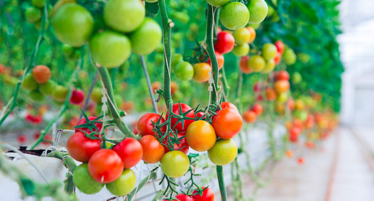 A large crop is being harvested in the greenhouse