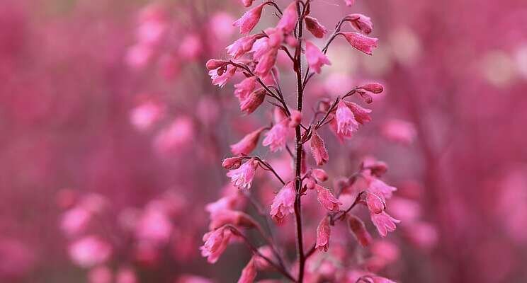 Heuchera: To seed, or not to seed