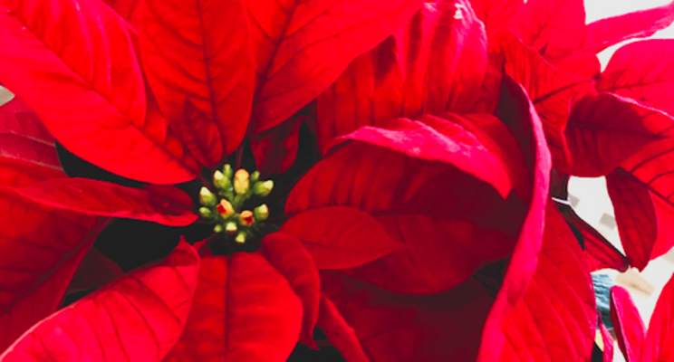 Poinsettias hit hard by whiteflies this past season