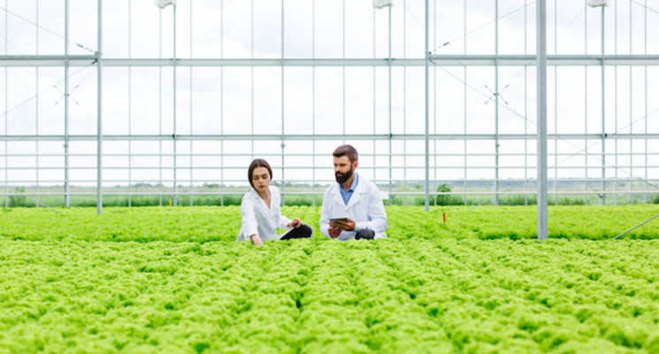 Stop the drop in greenhouse lettuce