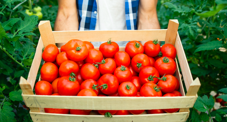 Tomatoes: Greenhouse-grown grows