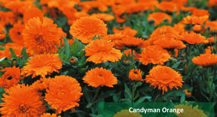 Calendula Candyman Orange elected as visitors' favourite