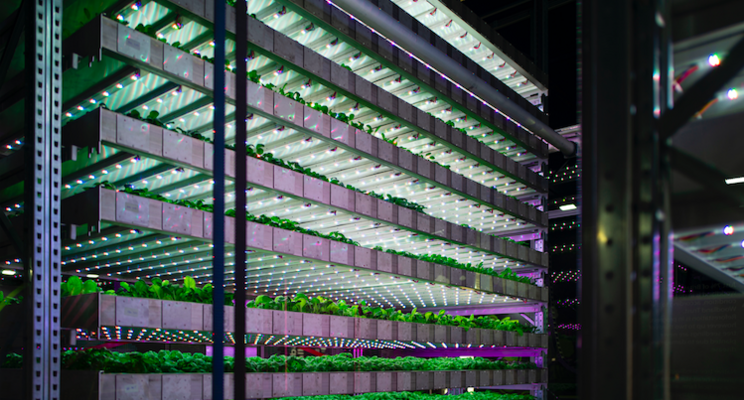 Controlled indoor cultivation without daylight comes of age