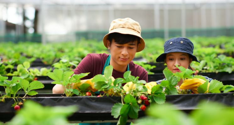 Climate change boosts spread of crop pests and diseases