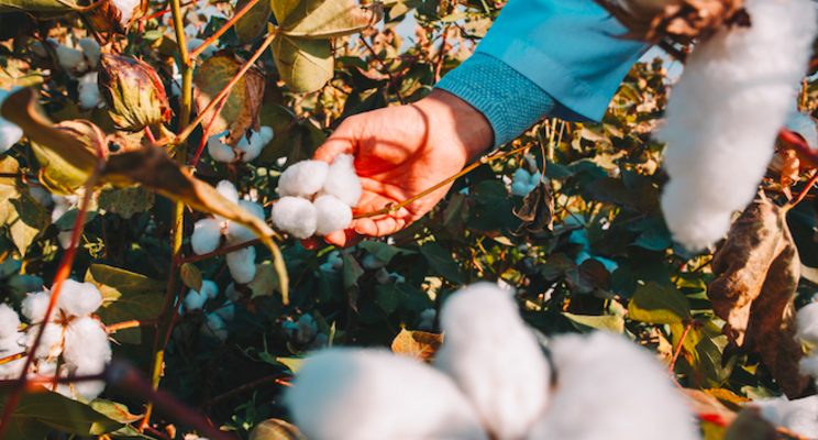 Dutch cotton from greenhouses?