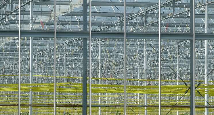 ClearVue enters smart greenhouse agri alliance