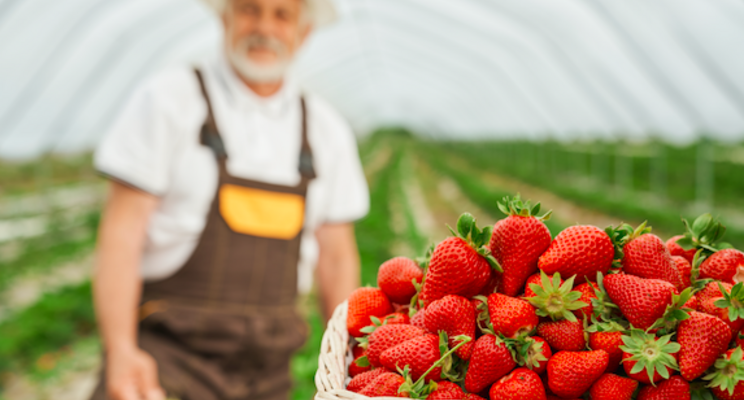 Keeping tabs on spider mites in greenhouse strawberries