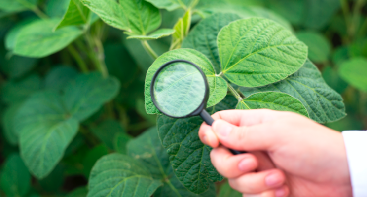 Plant pathogen evades immune system by targeting the microbiome