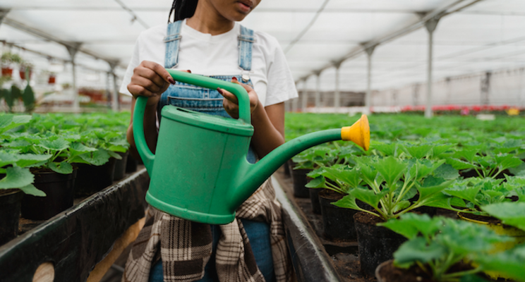 New beneficial insect for greenhouse pest control