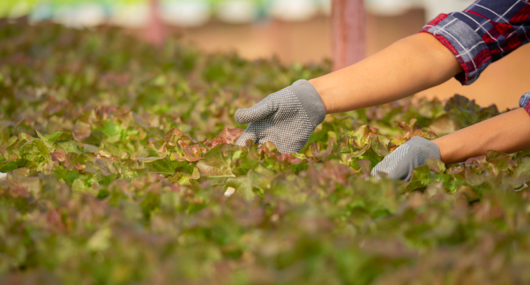 How to: Aeroponic lettuce