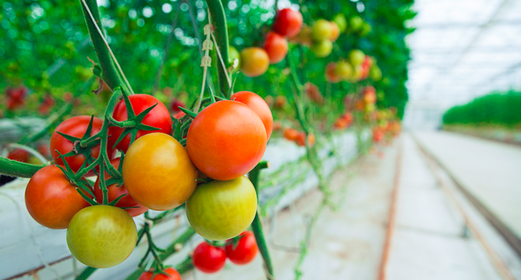 New All-America Selections winners include tomatoes