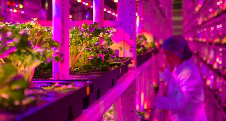 Growth fund lands Alberta new commercial vertical farm