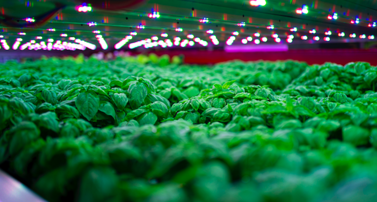 Indoor farming gaining popularity