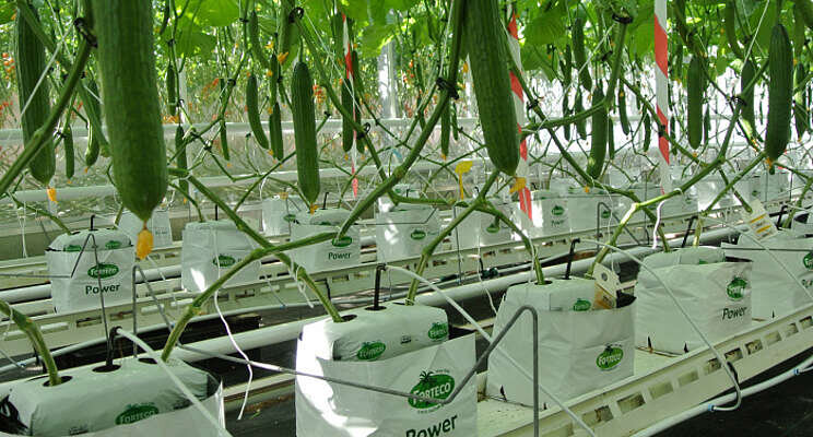 Growing cucumbers with circular fertiliser