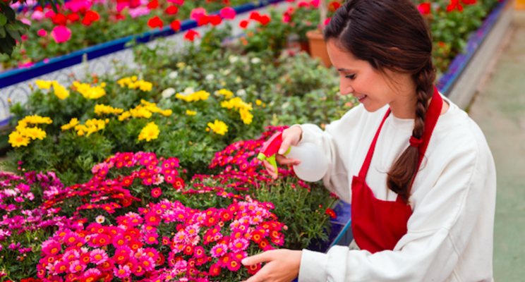 Preparing for spring ornamental production