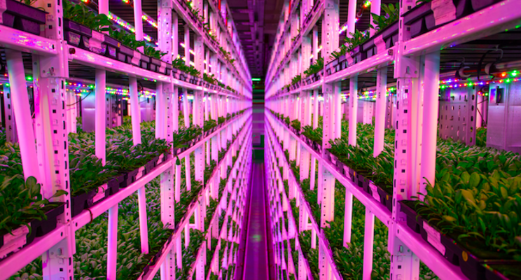 Indoor vertical farm in crowded megacity