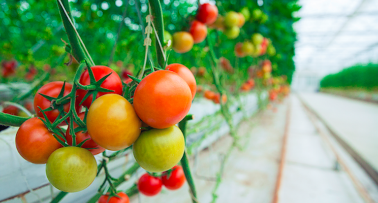 Bayer and Microsoft partner to develop digital farming tools