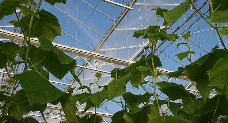 'Serious game' for growing cucumbers energy-efficiently