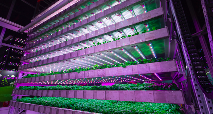 How the Scottish are finding food solutions using vertical farming