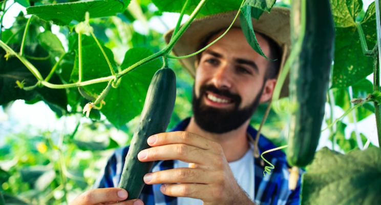 Snack cucumber grower expands to full course of LEDs