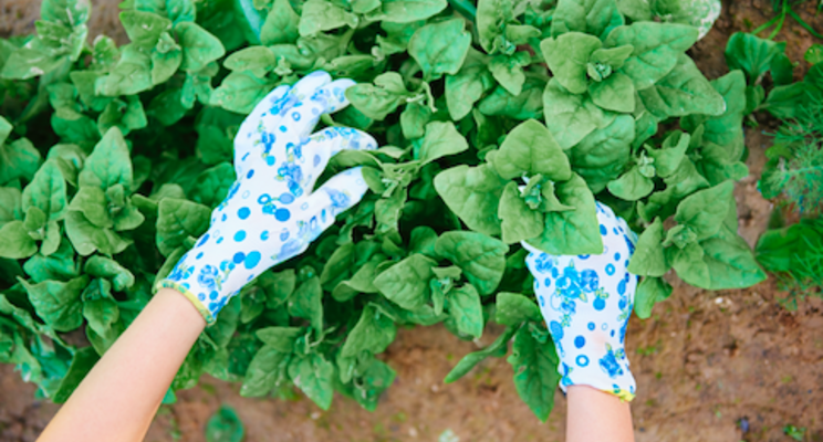 Plants can prepare for insect attack sequence