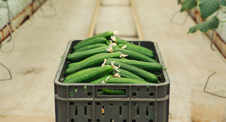 Monitoring potassium deficiency in cucumbers