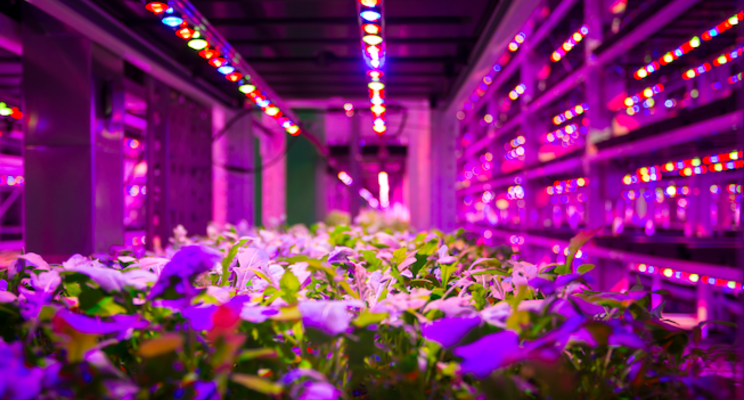 Hands-free farming: UP Vertical Farms allows 24/7 growing