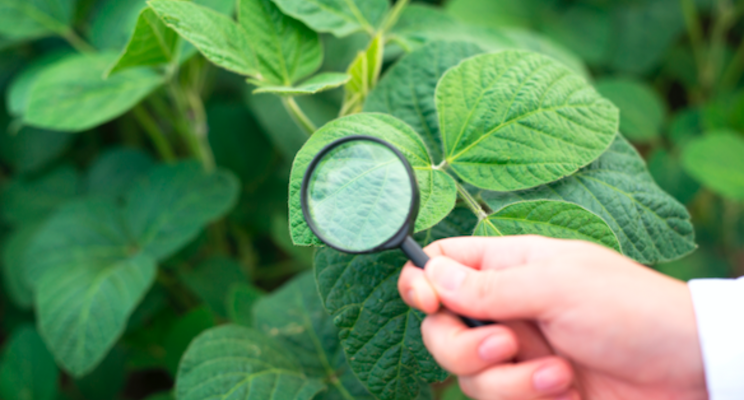 Six poinsettia pests and how to overcome them