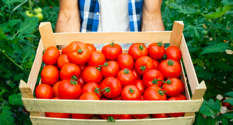 Functional bacteria ensure tomato growth under salt stress conditions