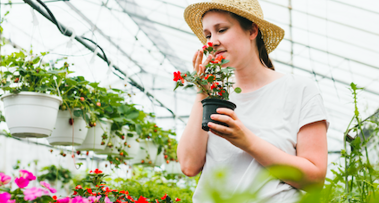 How to build better begonias