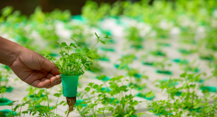 Hydroponic industry survey to better understand industry needs