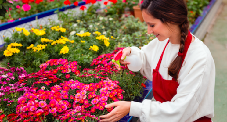 New garden mum trials debut in Ontario