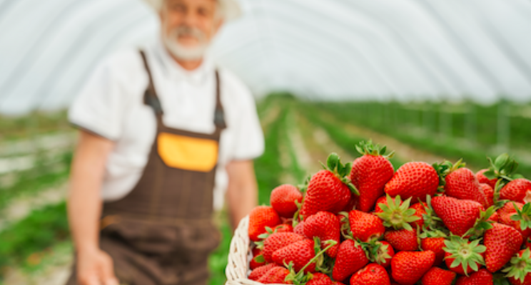 Research aims to improve the flavor of greenhouse strawberries