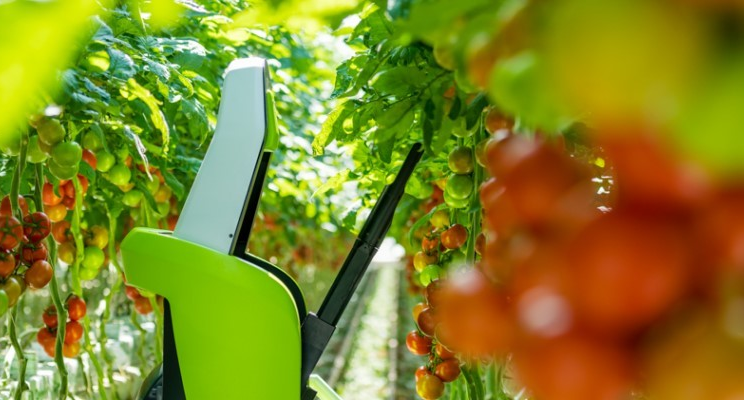 First fully automated leaf-cutting robot for tomato crops