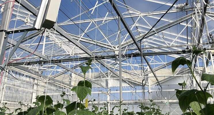 Algorithms help greenhouse growers