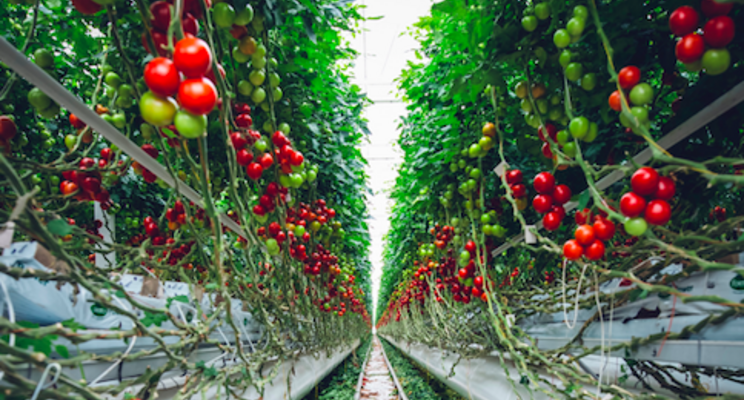 62-acre greenhouse production facility announced in Cali