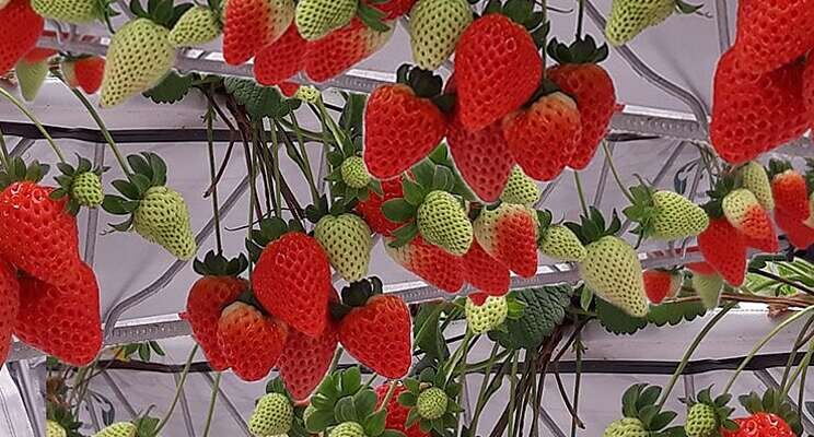 Hydroponic strawberry urban farming