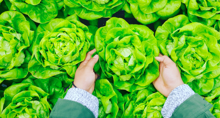 UK's largest sunlit vertical farm begins harvest