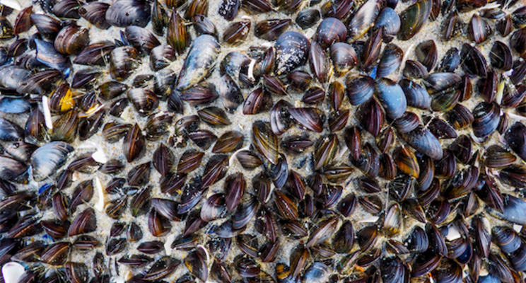 Undersea vertical farms could be the future of sustainable seafood