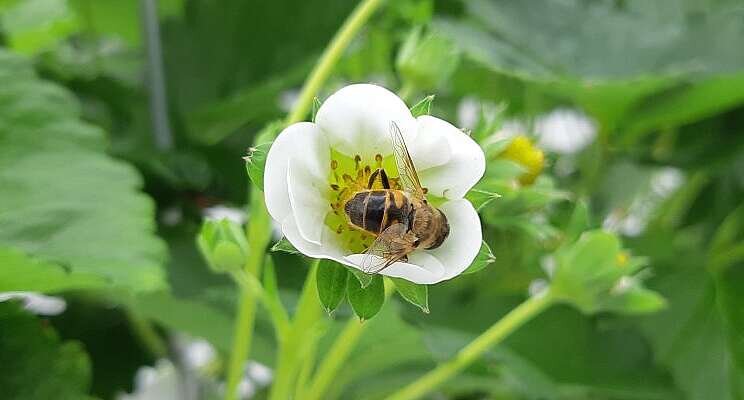 Hoverflies help bumblebees and honey bees pollinate soft fruit