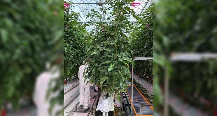 La Serra & LettUs Grow partner in aeroponic tomato