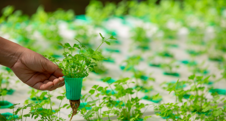 The Irish vertical farm growing basil without soil