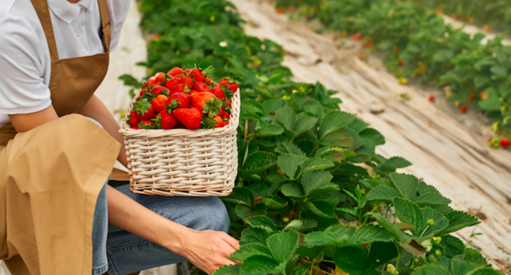 PIP seeks research applications for premium strawberry flavors