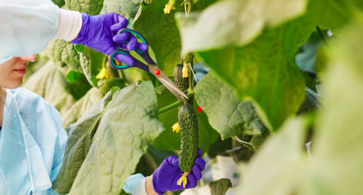 Can cucumbers and tomatoes be grown on vertical farms?