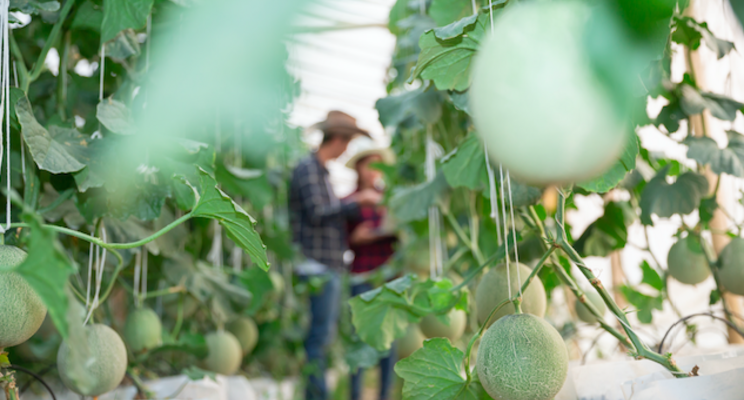 Sollum won Greenhouse Technology Awards