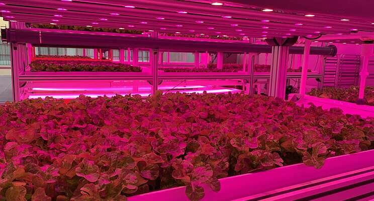 Can urban farming solve Hawaii's food crisis?