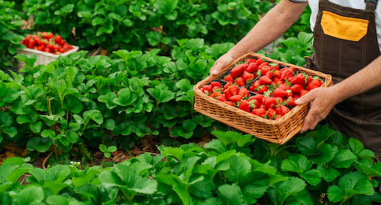 Managing Western flower thrips in CEA strawberry operations