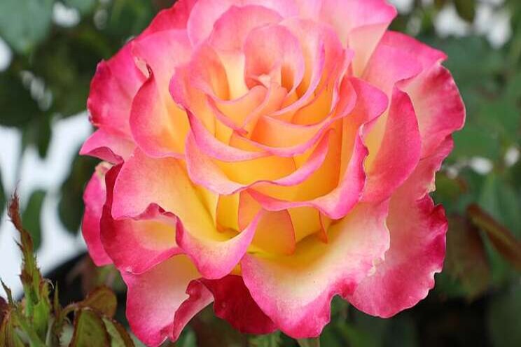 Altman Plants makes true bloom roses available nationwide