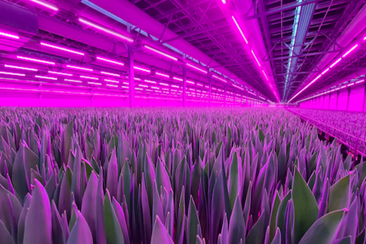 The growth recipe for your multi-layer cultivation